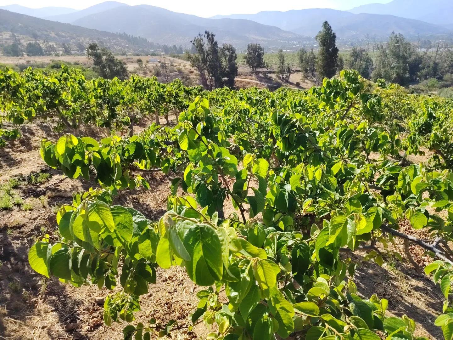 Huerto de frutales en hilera con riego por goteo
