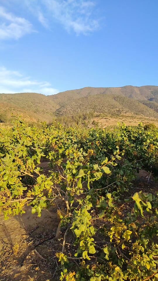 Huerto de frutales en ladera de cerro