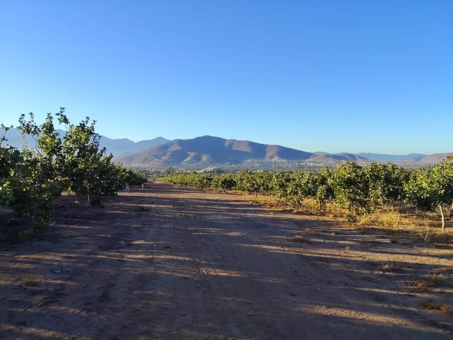 Huerto de frutales en la zona central de Chile