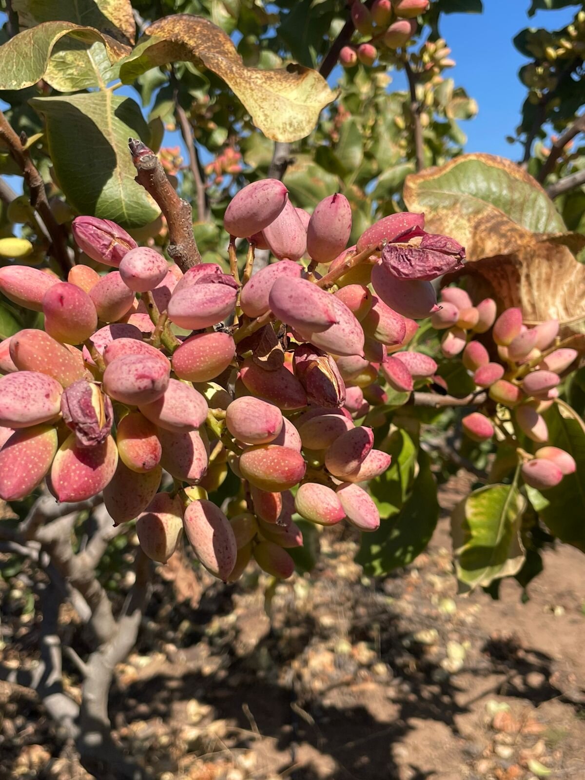 Pistachos madurando en un huerto de la zona central