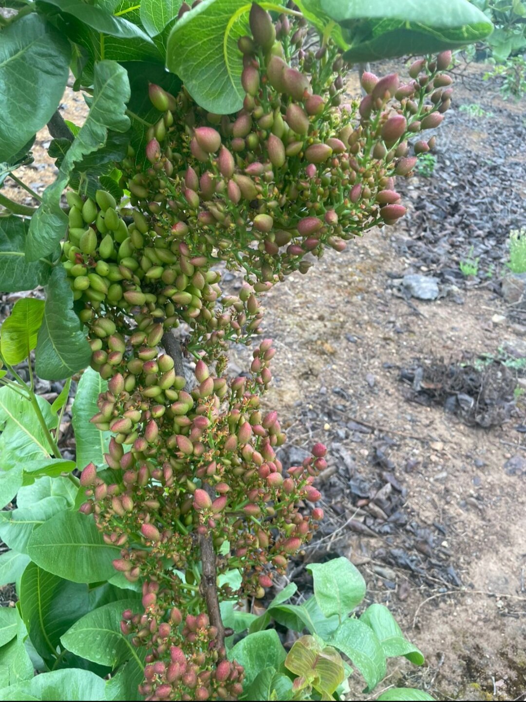 Racimos de pistachos en formación en un huerto regado
