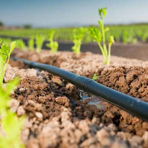 Cinta de riego por goteo instalada en un cultivo